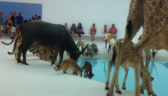GOMA: The 99 animals are carefully placed around the lagoon